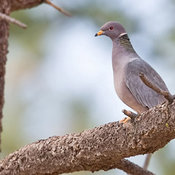 Band-tailed Pigeon